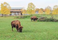 FWTM-Schmutz&Scheffler